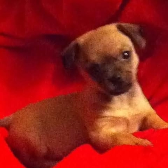 Meet your Posher, Teresa - Picture 1 of 1